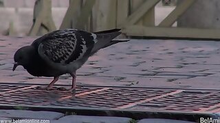 Scandal in the Vatican - Joel Birkin